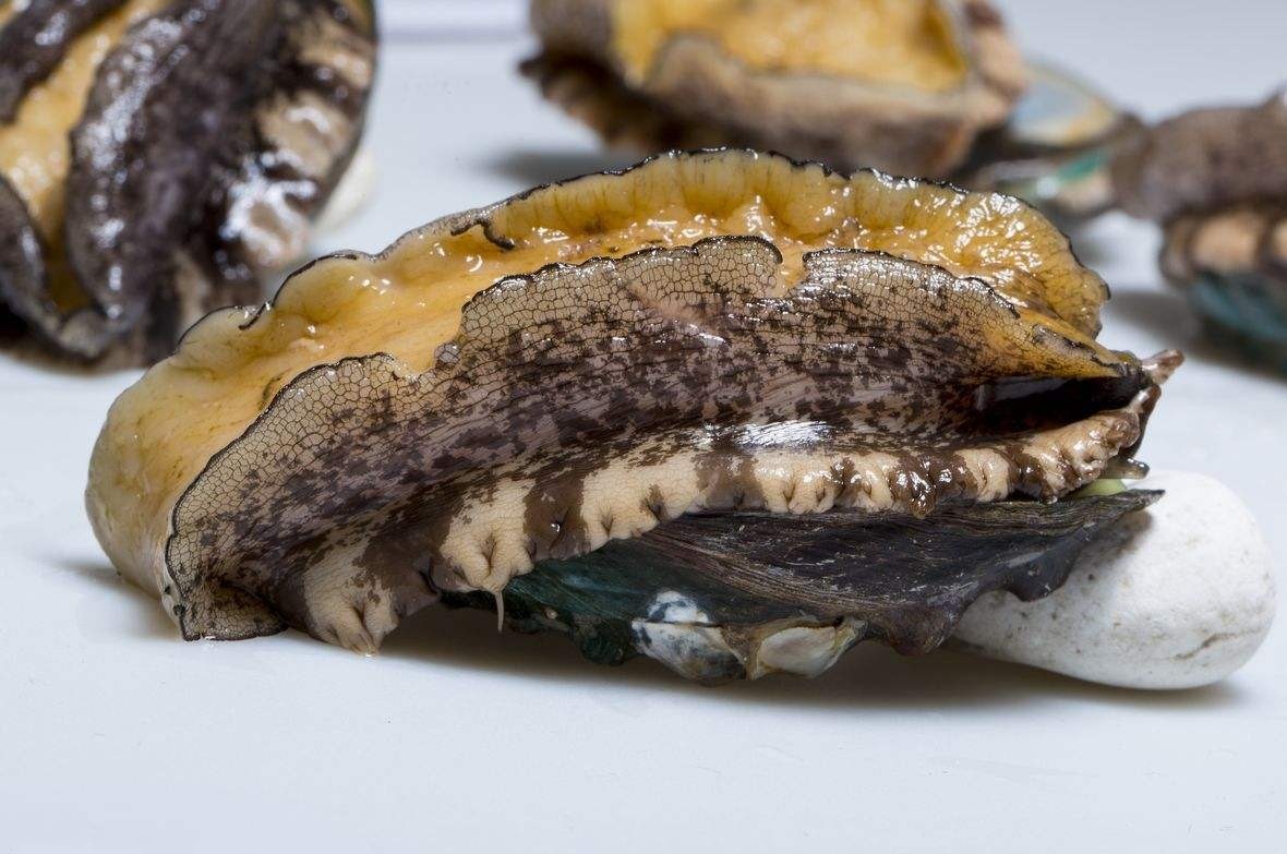 真正属于鱼的动物是,长得像鱼却又不是鱼的动物