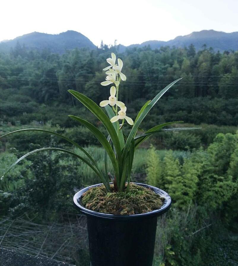 兰花的欣赏方法与标准,兰花是雍容富贵还是清雅脱俗