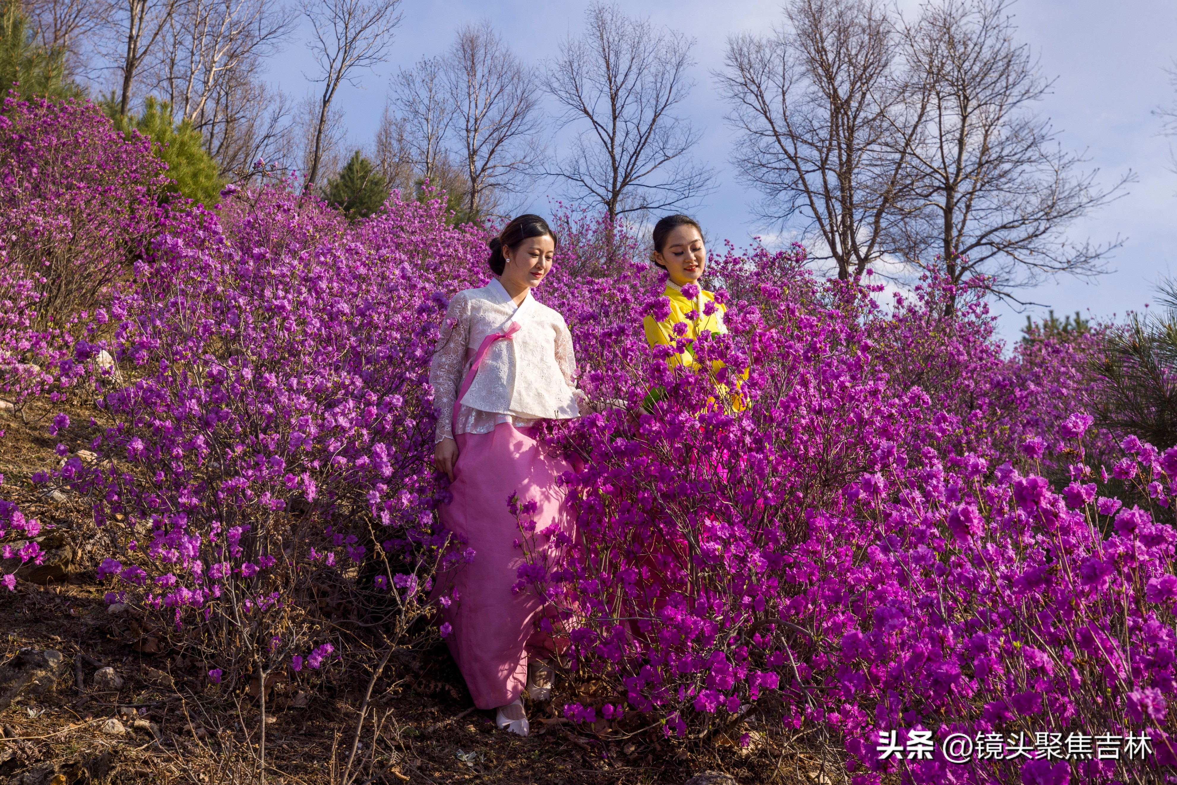 *光春**明媚吉林延边州金达莱花开美如“童话世界”
