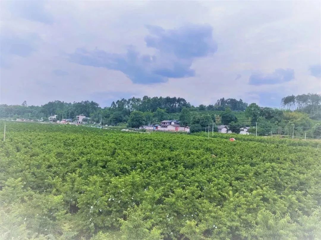 摘蓝莓桃子,摘蓝莓草莓樱桃桃子