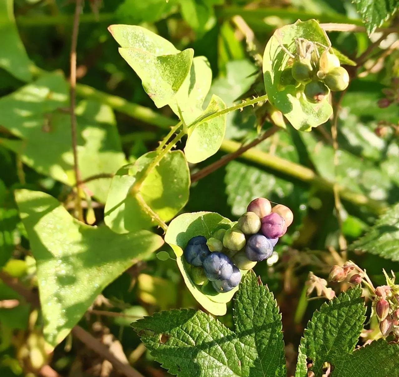 蛇最怕的植物和草,蛇最怕的几种动物分别是谁