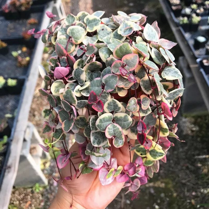 最好养的爬藤类绿植,室内爬藤绿植什么最好养