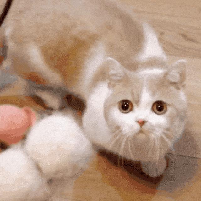 养了就想扔掉的狗,养的猫想扔了