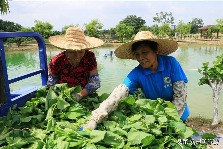 佛山顺德区渔耕粤韵,佛山西樵渔耕粤韵生态园演出