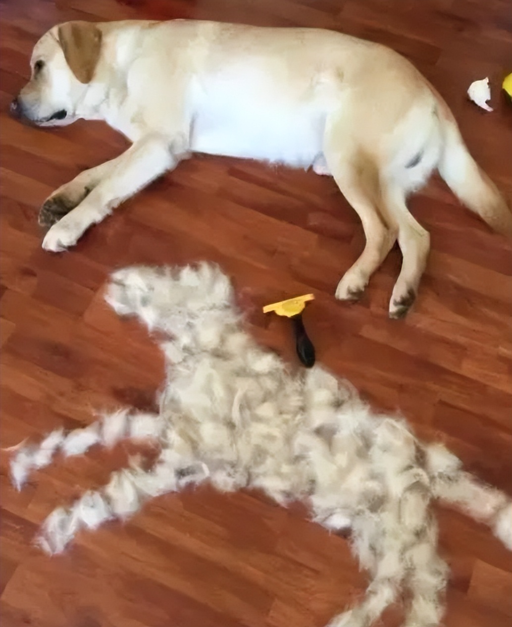 哪些狗掉毛少聪明还好养,狗类掉毛排行榜