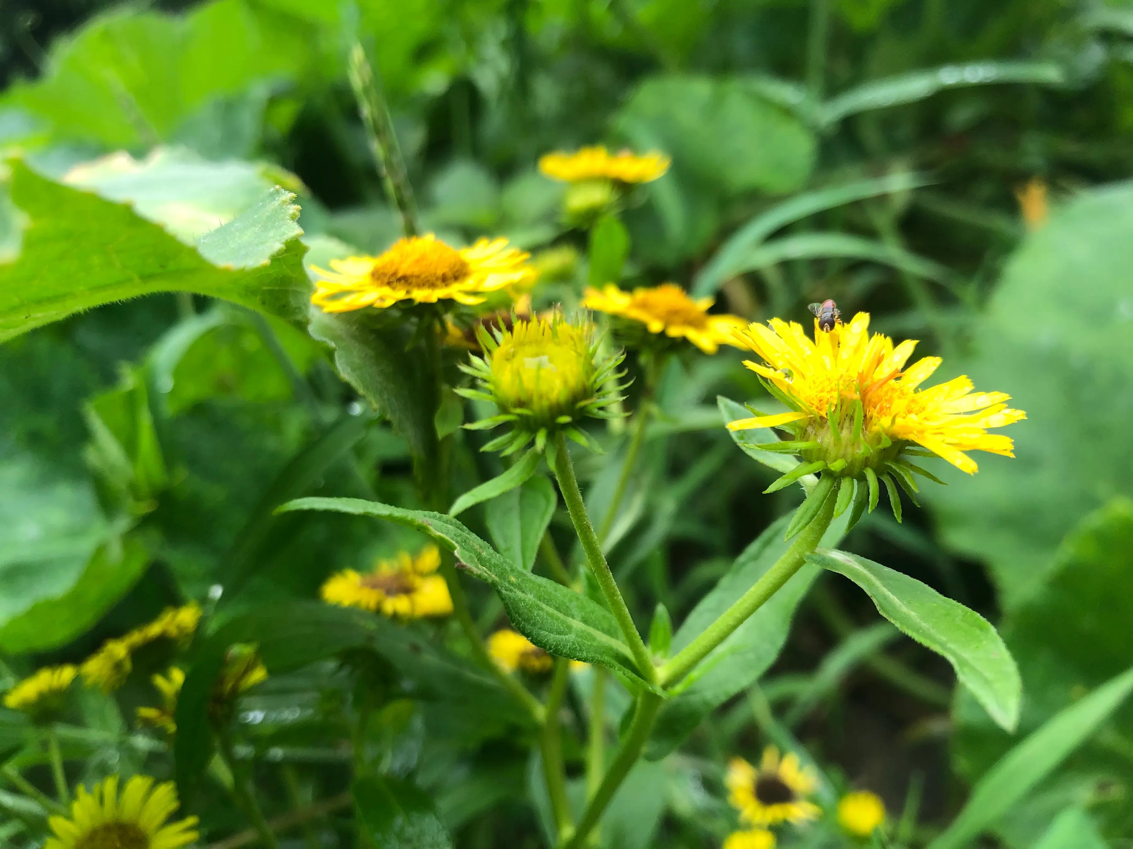 婕敾鍚堥泦,婕瘽鍘熺増