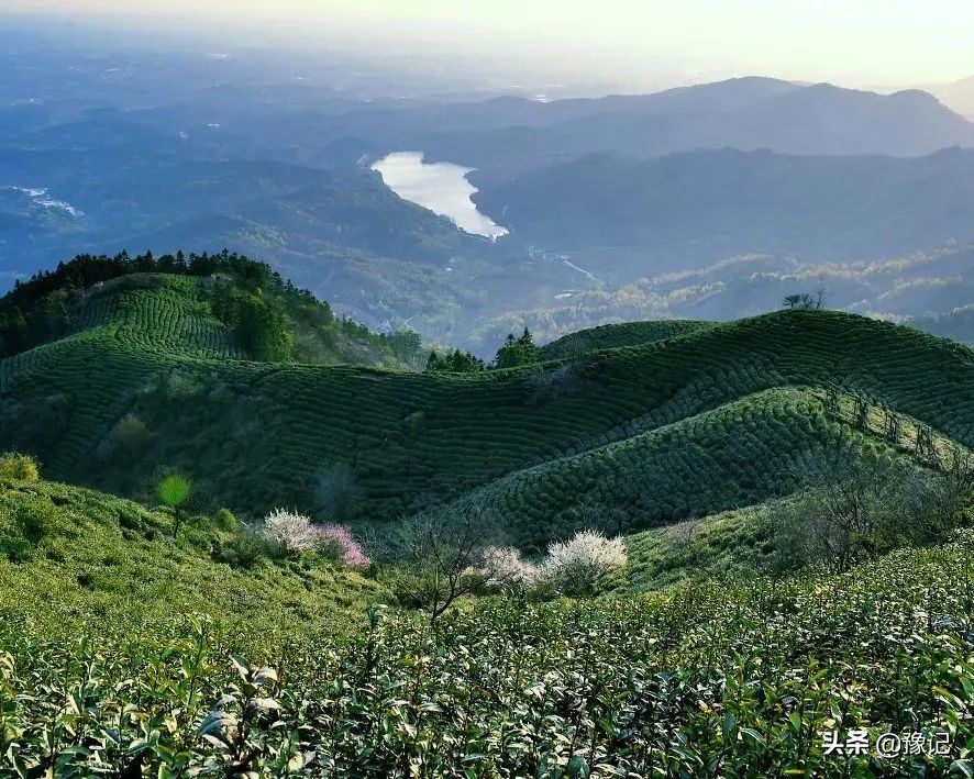 信阳毛尖小浑淡和大清浓谁正宗,信阳毛尖为什么叫小浑蛋