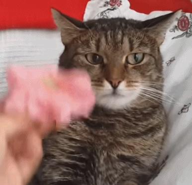 神回复：用日本的*旗国**擦屁股犯法吗？神评绝了，让我大开眼界