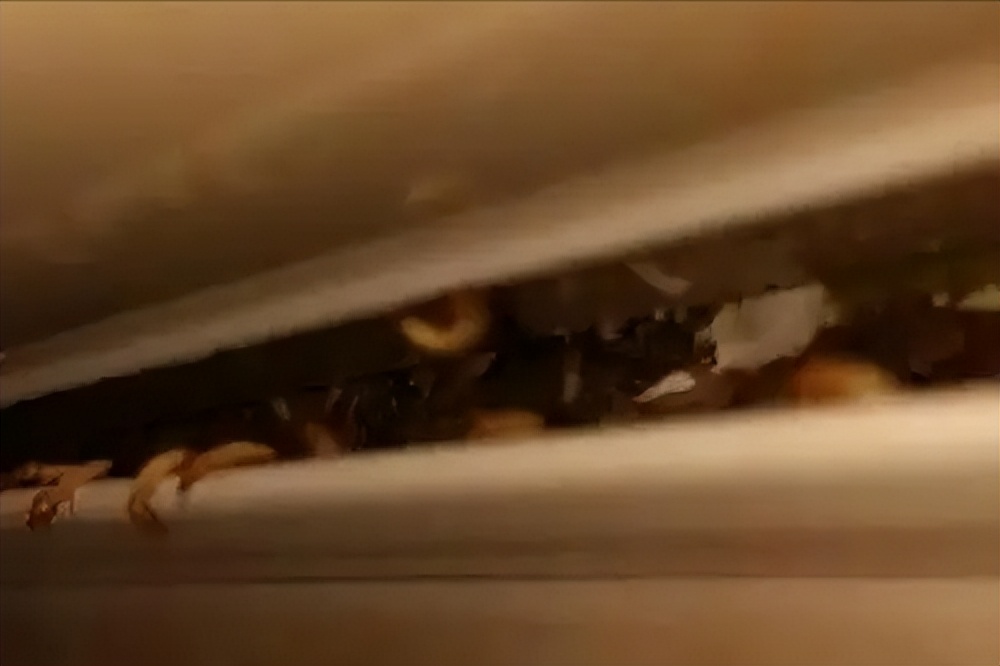 木质家具里的虫子怎么彻底清除,家具有蛀虫怎么消灭干净