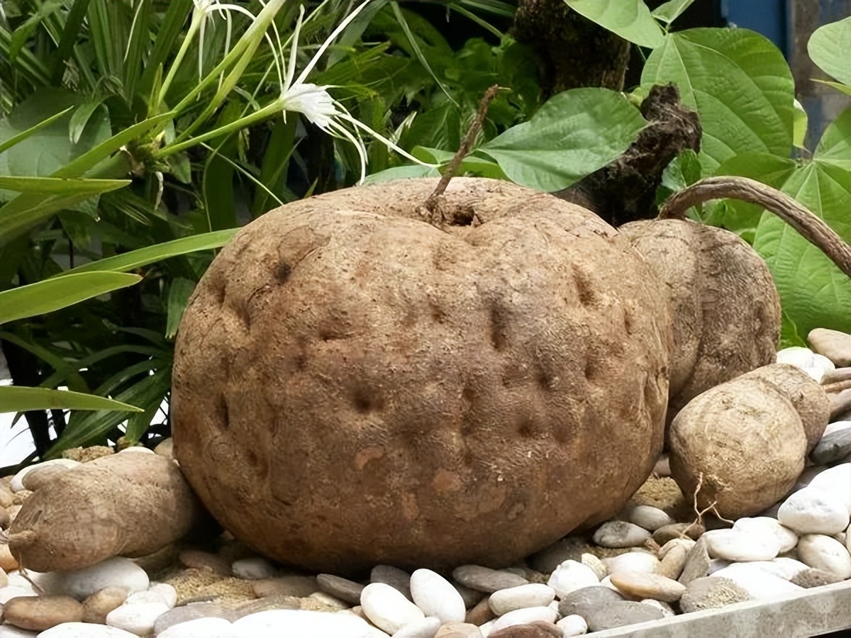 广西梧州市藤县特产粉葛,粉葛藤县