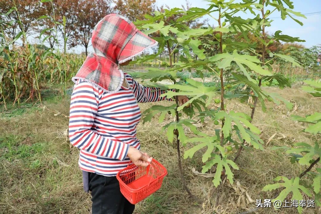无花果的十大经典吃法,无花果的新吃法大全