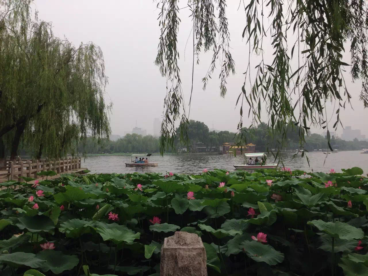 多伦多园丁猴哥猴嫂三十年经历44:买完新房子睡不着觉，半夜跑了