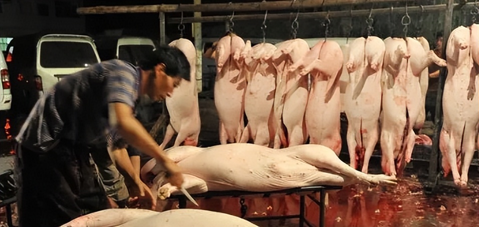 小伙子养猪年收入2000万,农村人靠养猪发家致富