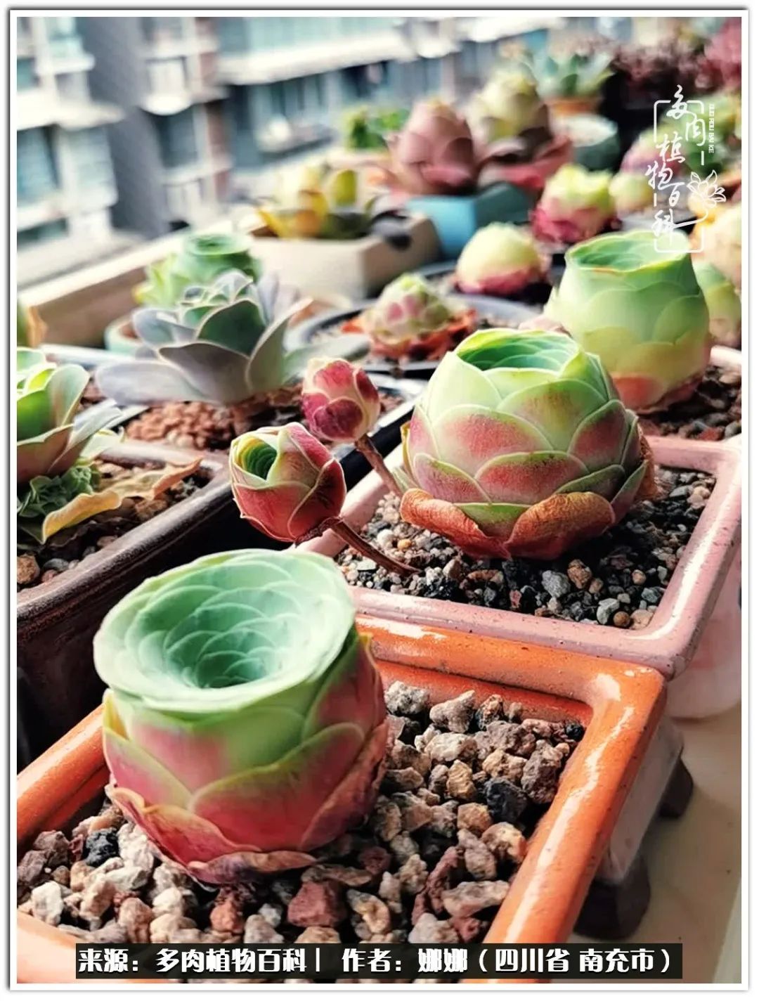 带刺的玫瑰阳台多肉,开花的玫瑰多肉