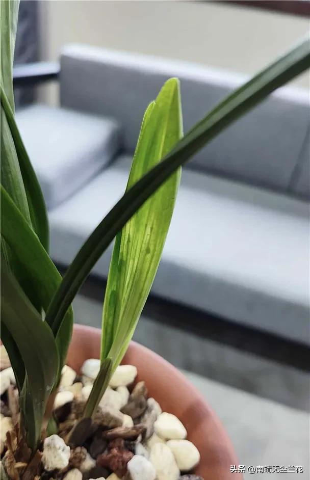 兰花拉丝怎么辨别真假,兰花缺素症与拉丝病区别