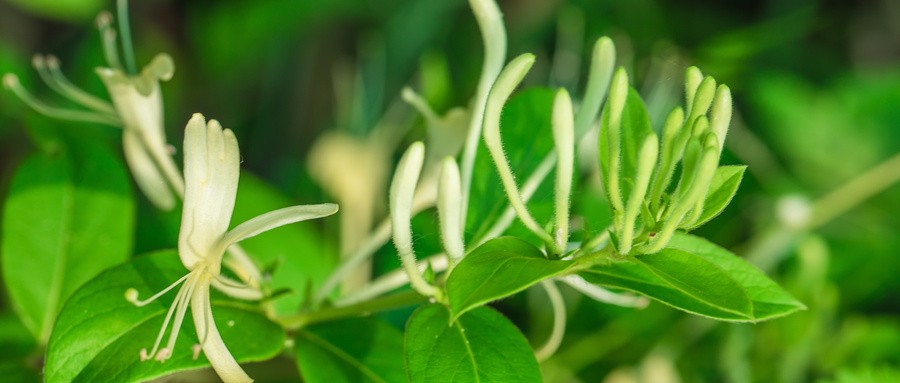 摘金银花泡茶清热解毒,清热解毒金银花的妙用