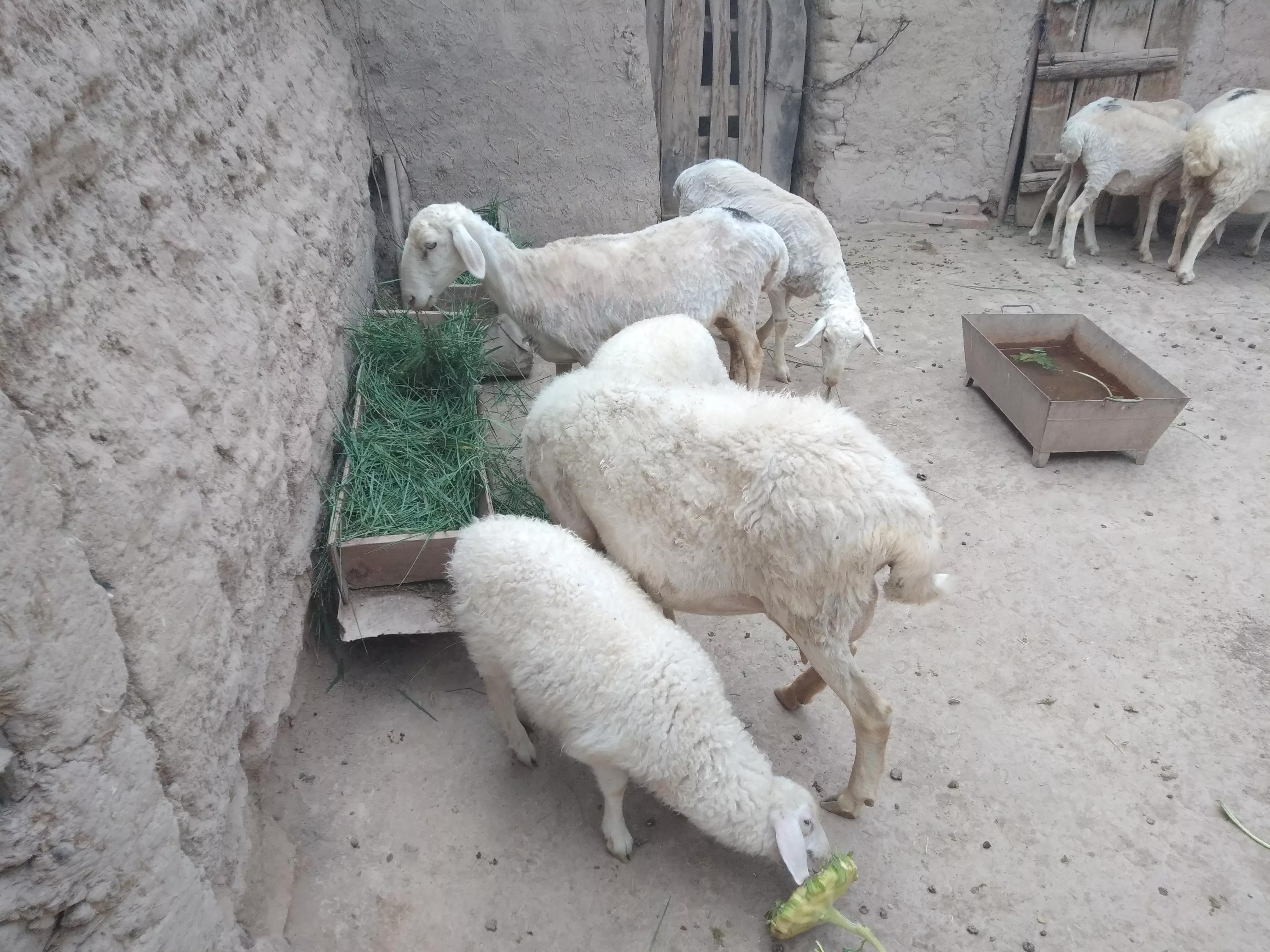 1死1怪胎，全拜*亲近**交配所赐，羊群*亲近**交配是否真的一无是处