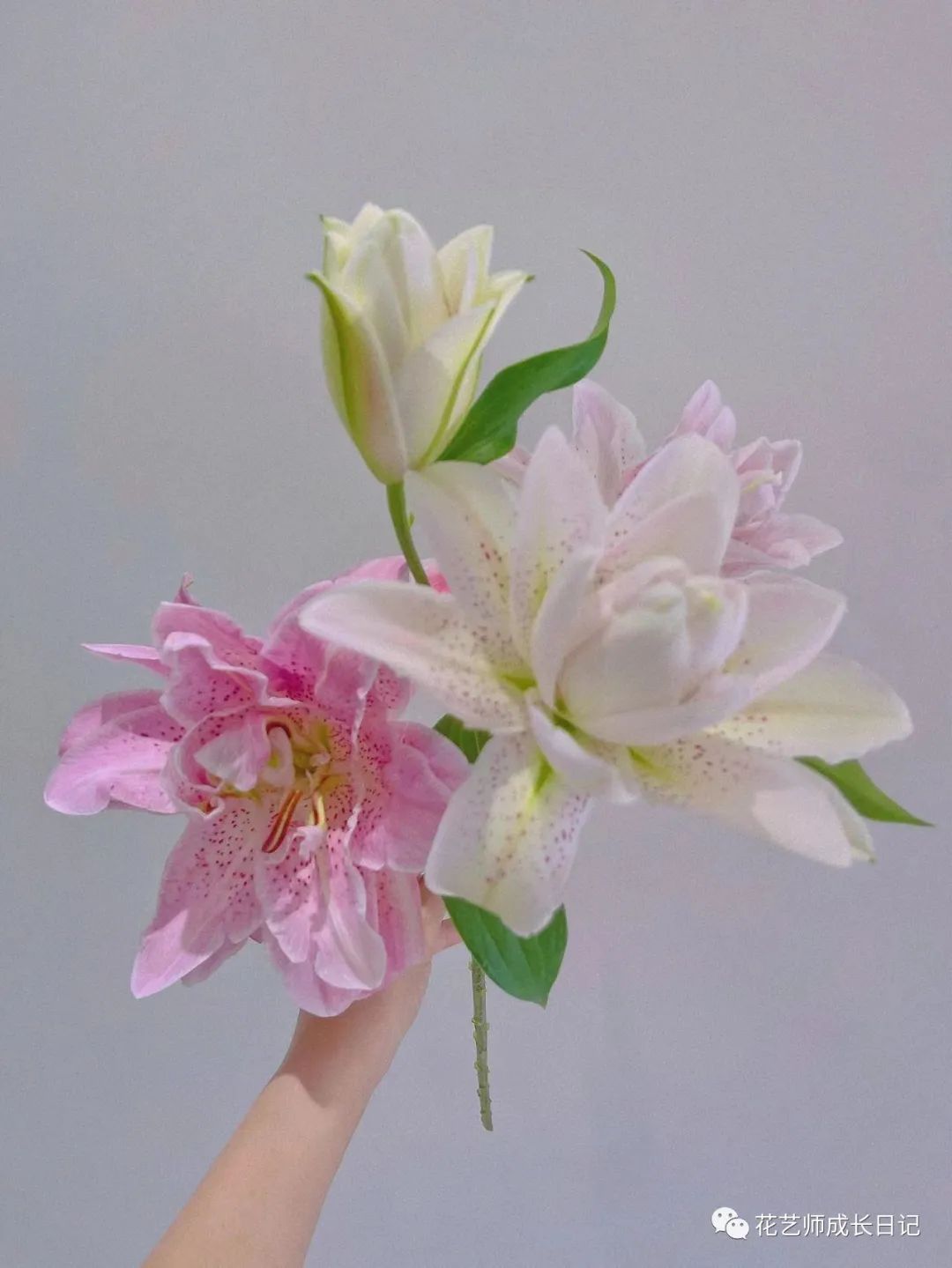 百合100支花束,百合99朵花束