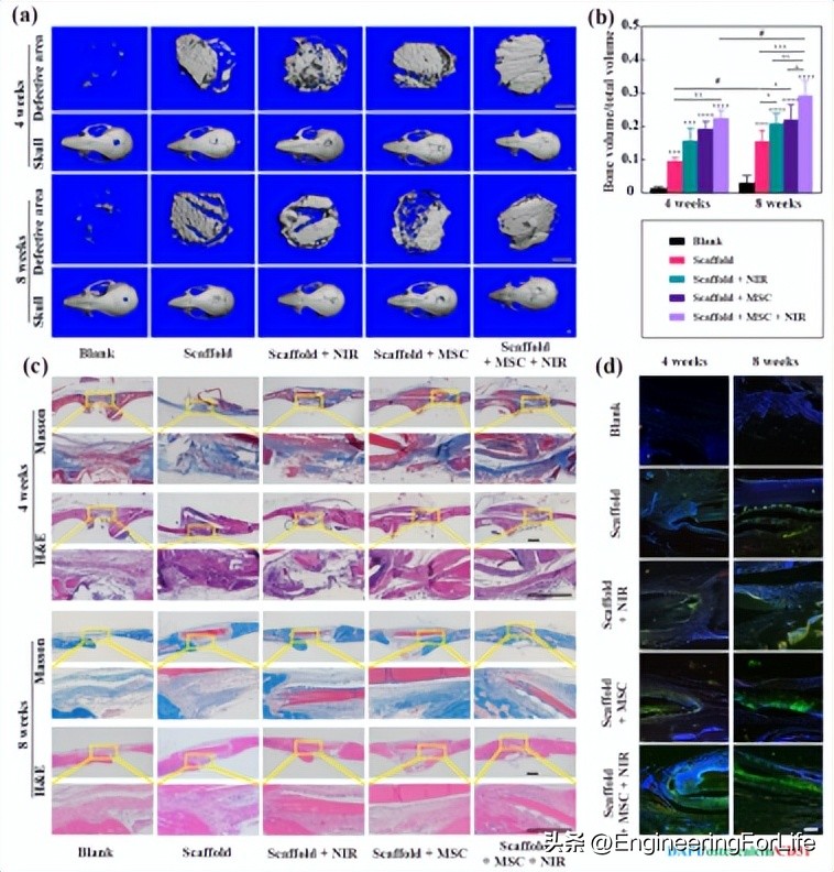 干细胞治疗脊柱,干细胞疗法真的能抗衰老吗