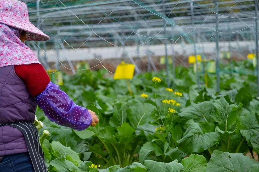 农业产业周报|盒马鲜生、优然牧业、北大荒、锅圈汇最新动态