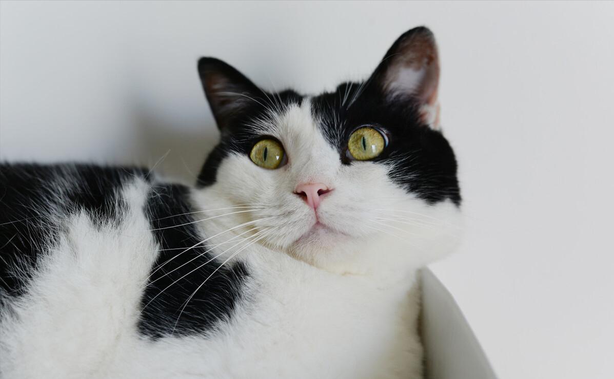 颜值超高的中华田园猫大科普,颜值爆表的8种中华田园猫