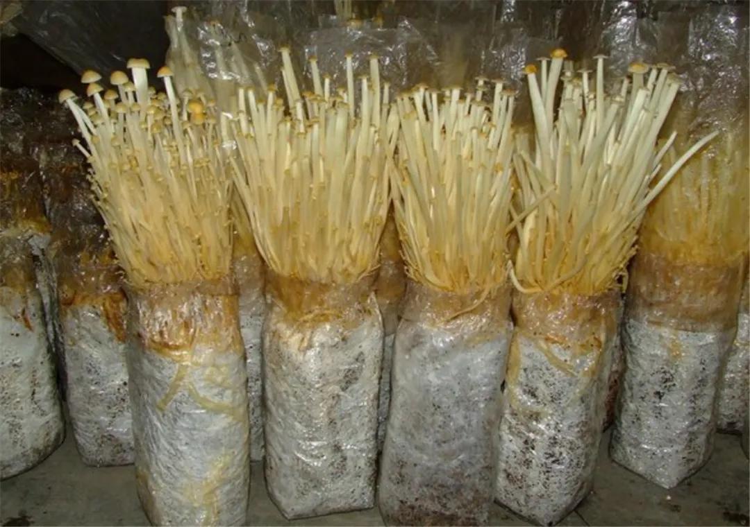 怎么在家用小材料种蘑菇,在家种蘑菇养蘑菇真有趣