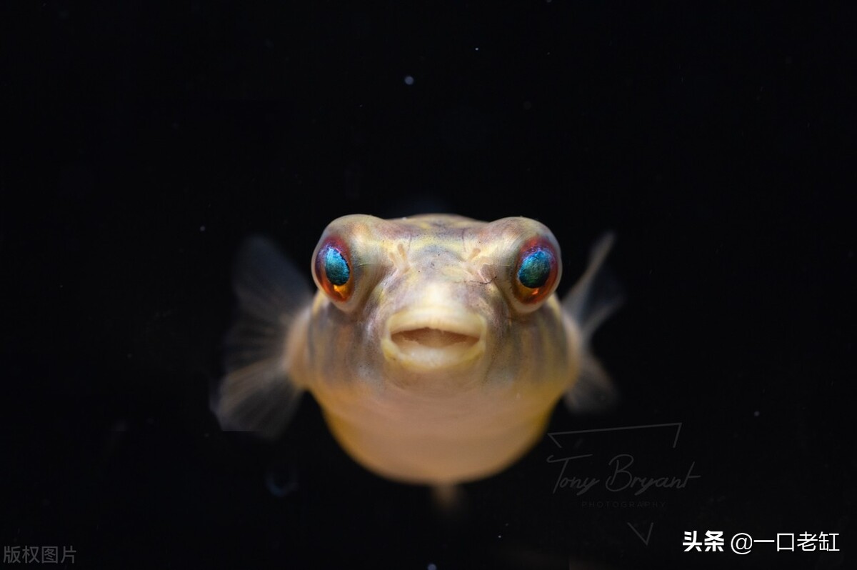 斑马狗头刚买来趴缸不爱动不吃食,斑马狗头鱼不吃食也不爱动