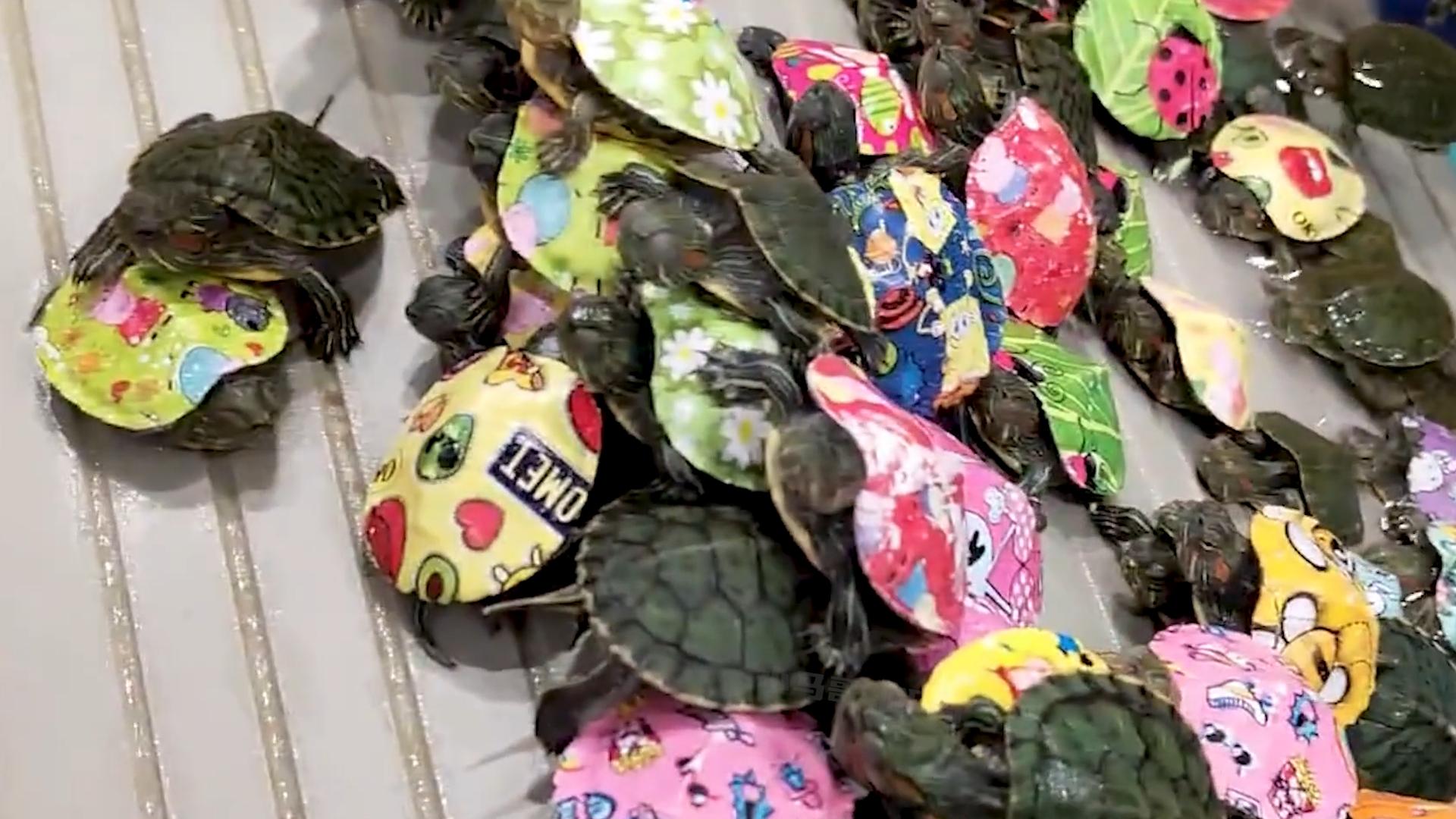 学校门口买的小彩鸡为什么养不活,学校门口的彩色小鸡为什么不能买