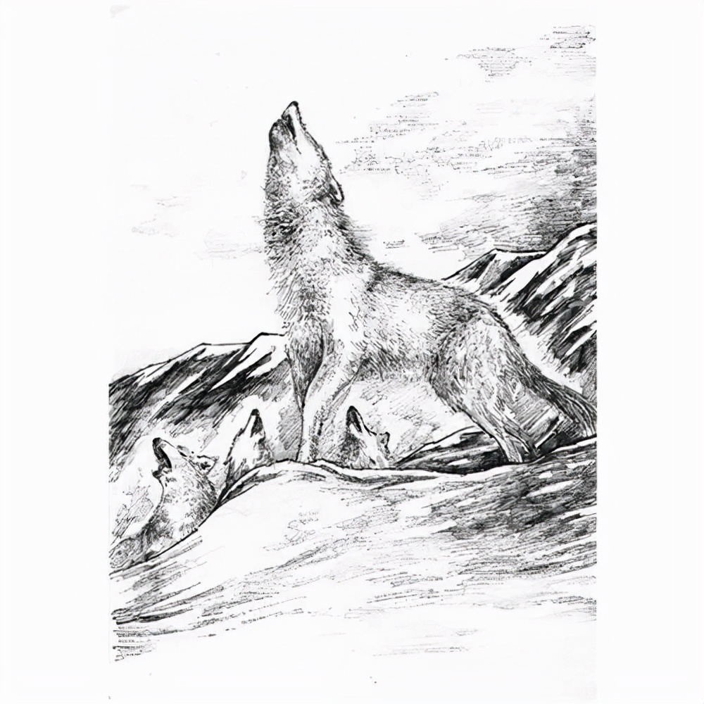 狼王梦哪些表现出母爱,关于狼王梦母爱的经典名句