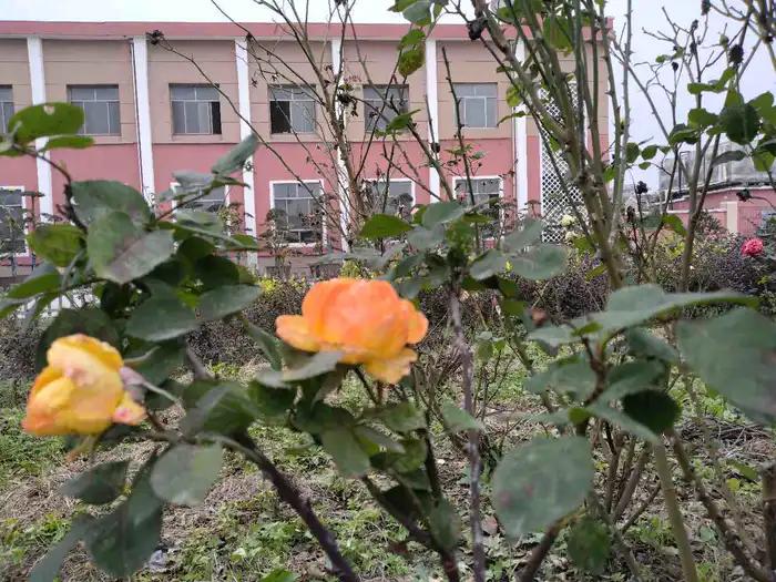 画与景,幼儿长卷画景