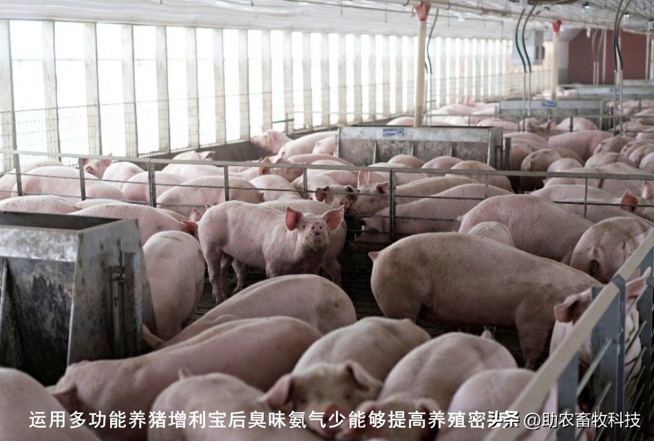 如何提高育肥羊经济效益,育肥猪养殖项目目的是什么