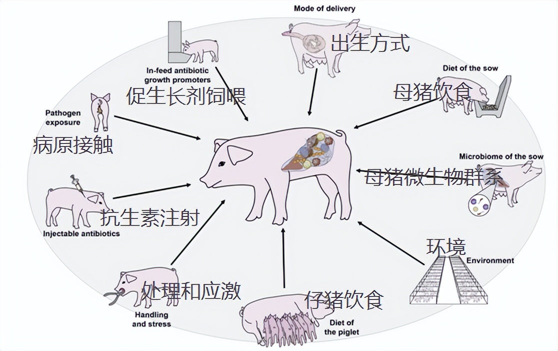 肠道微生物群系和呼吸道病毒（PRRSV/PCV2）的相互作用