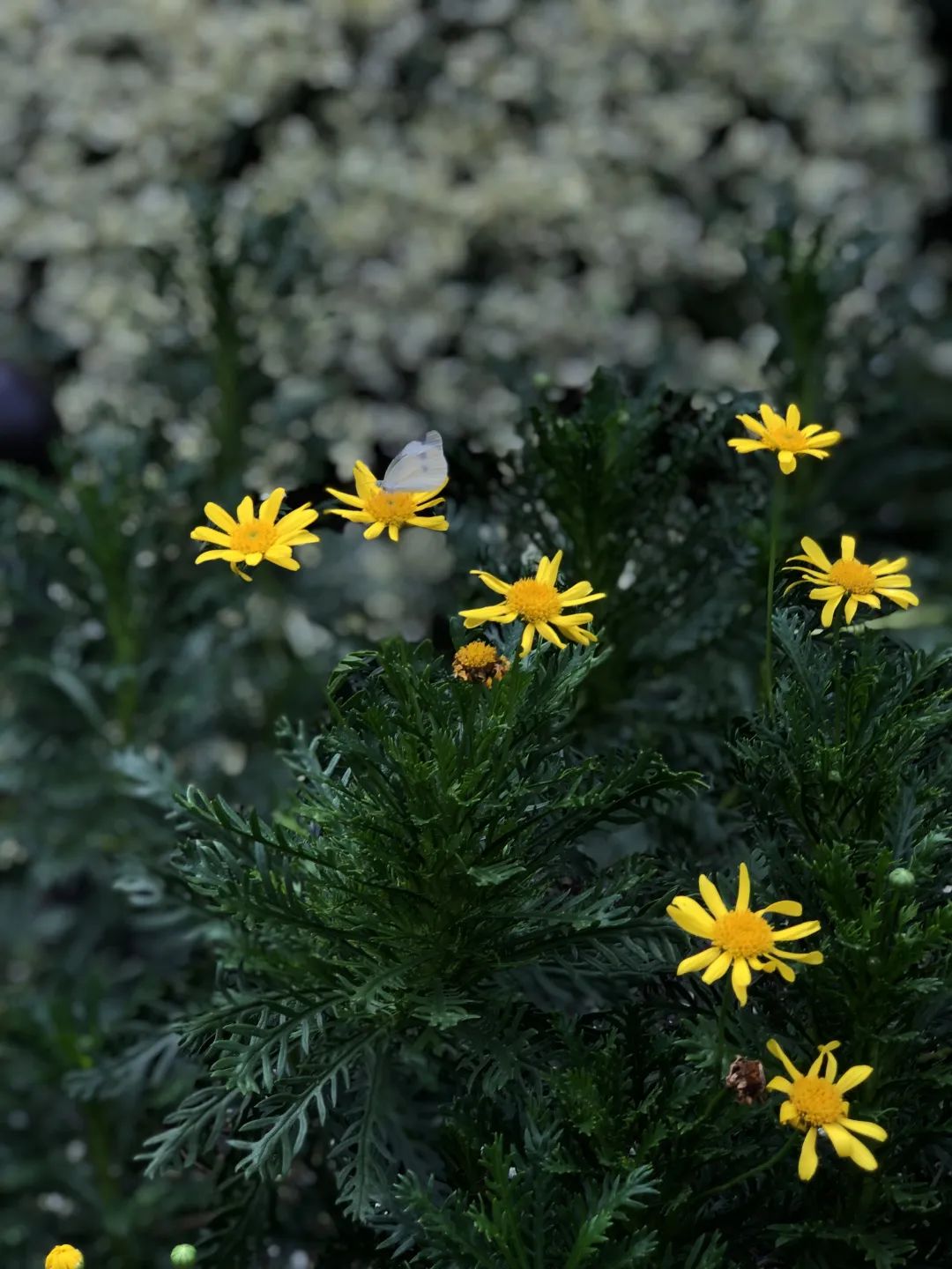 “乐”享漫时光：嵌在繁华商圈的“宝藏绿地”