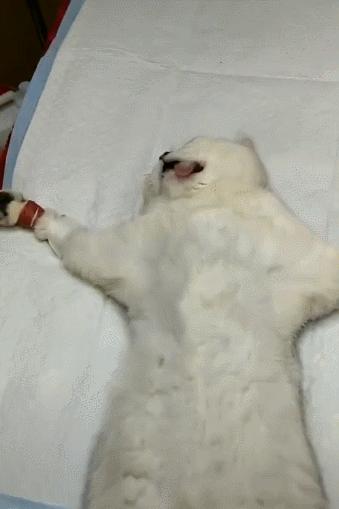 “猫咪发情，可以用棉签帮它爽爽吗？”