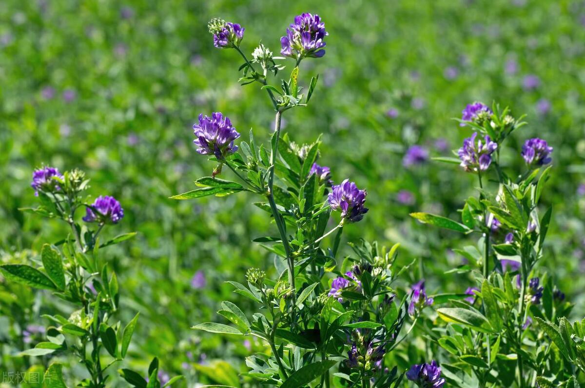 侏儒兔养殖场,侏儒兔养殖技巧