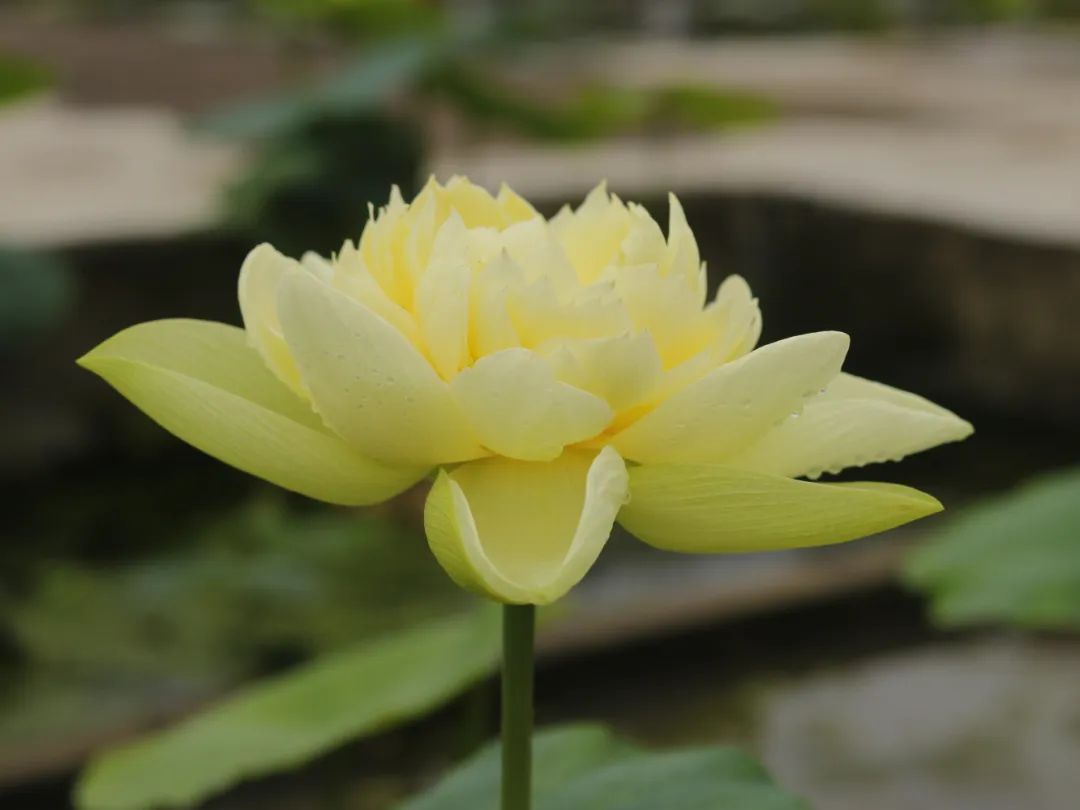 绝美的荷花品种大全图集,超好看荷花品种大型荷花