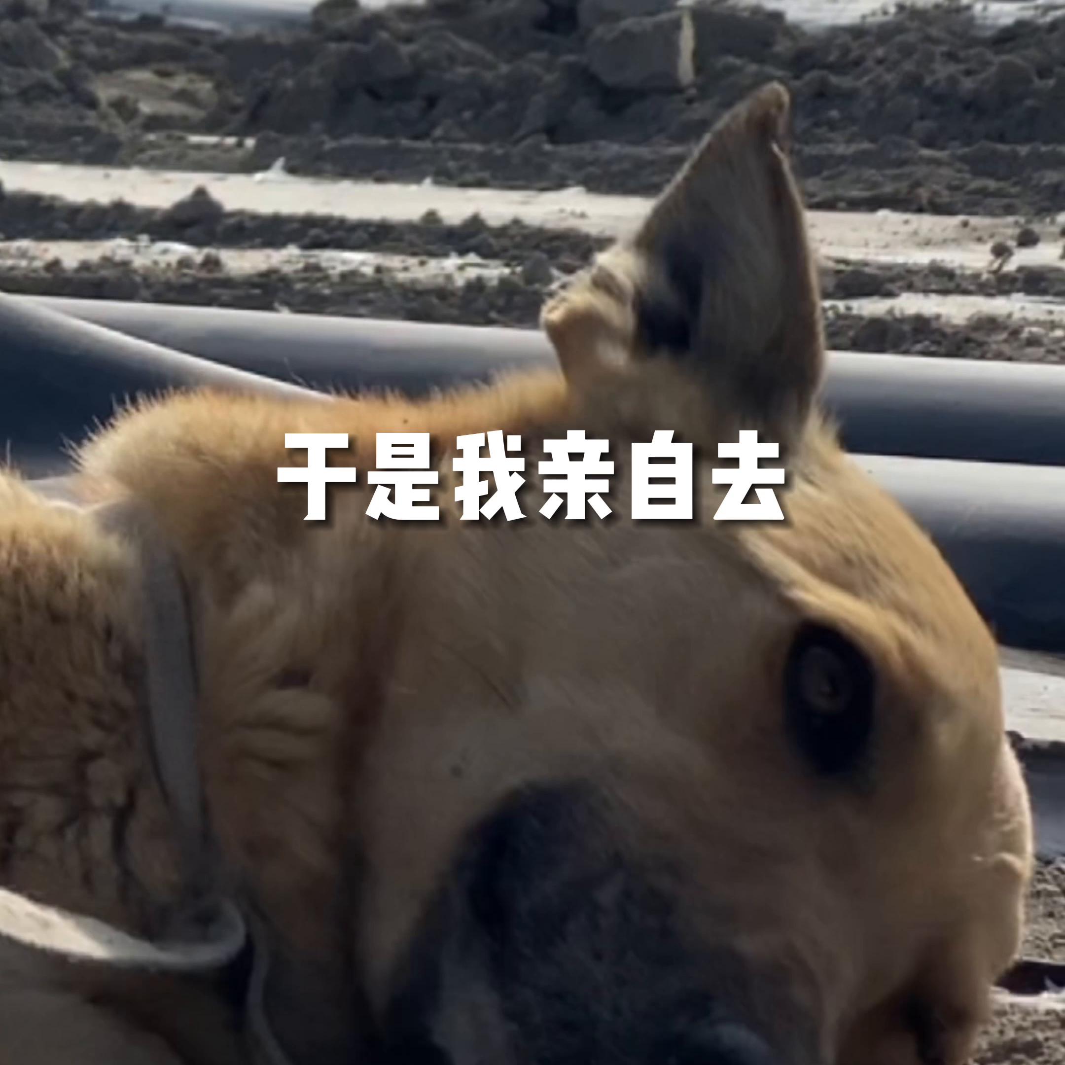 1个人用1台手机就能种好500亩地，你敢信？#我的乡村生活