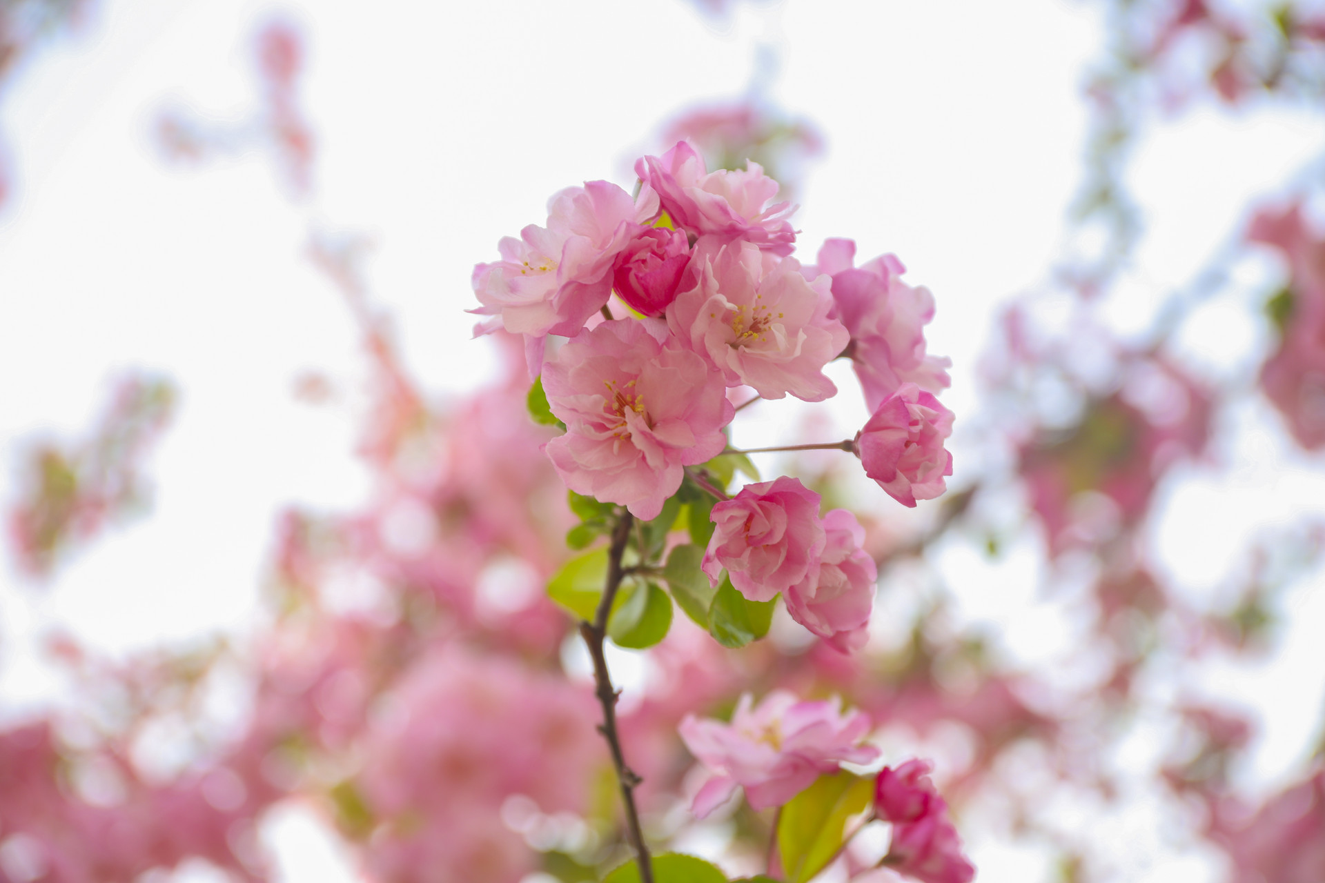 已婚男人婚外遇到真爱的表现,一个理智的男人对待婚外的真爱