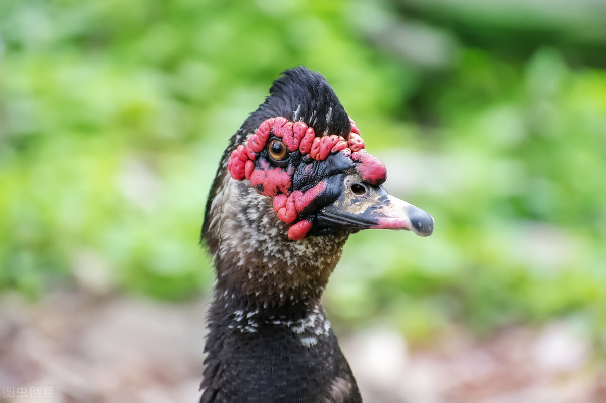 在农村种植或养殖什么比较赚钱,农村空房养殖什么最赚钱