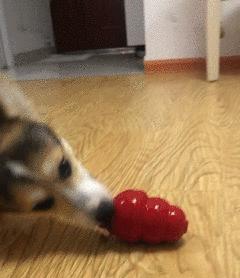 狗狗分离焦虑太严重,狗狗分离焦虑一不在家就拆家