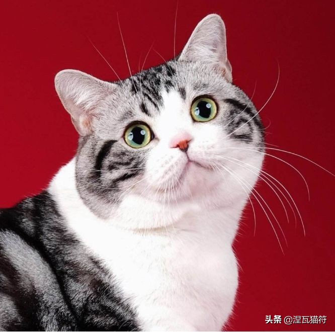 美短棕虎斑成年猫多少钱,美短虎斑猫有白毛领