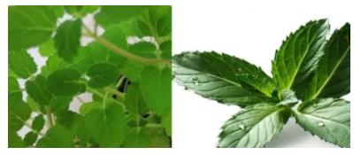 小心，这些家里常见的东西气味对猫有毒