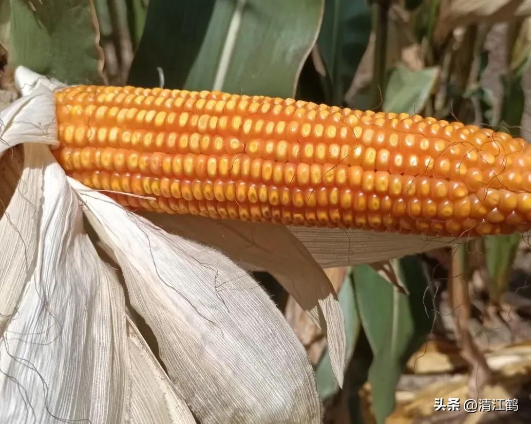 农作物最佳施肥时间和方法,作物长得不旺怎么办