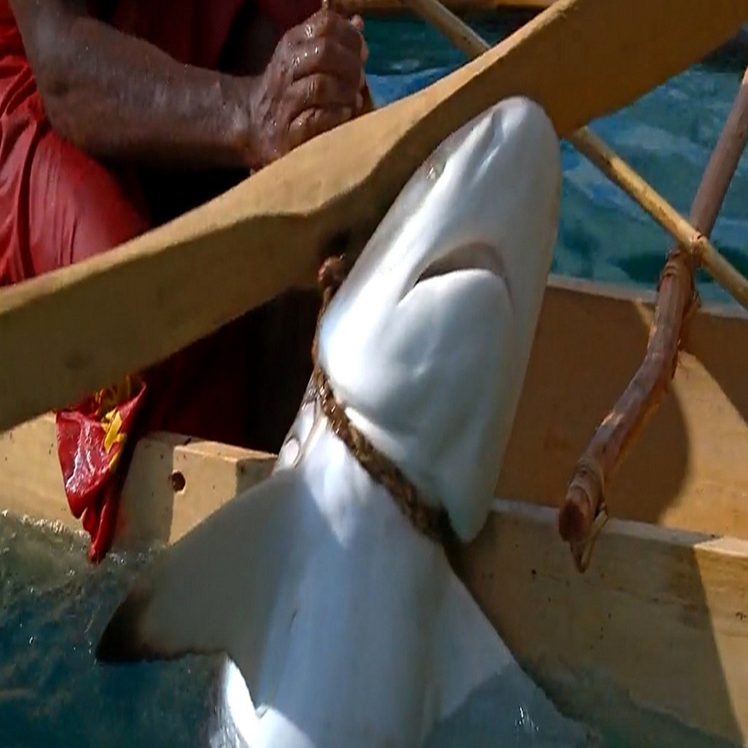 被割掉鱼翅的鲨鱼视频,鲨鱼割掉鱼翅还能活吗视频讲解