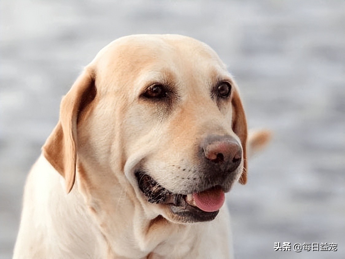 导致拉布拉多被宠坏的征兆,拉布拉多有哪些表现说明被养熟了