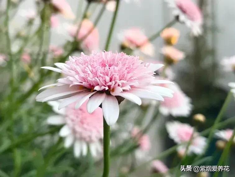 一丛黄菊花图片欣赏,五颜六色姹紫嫣红的鲜花