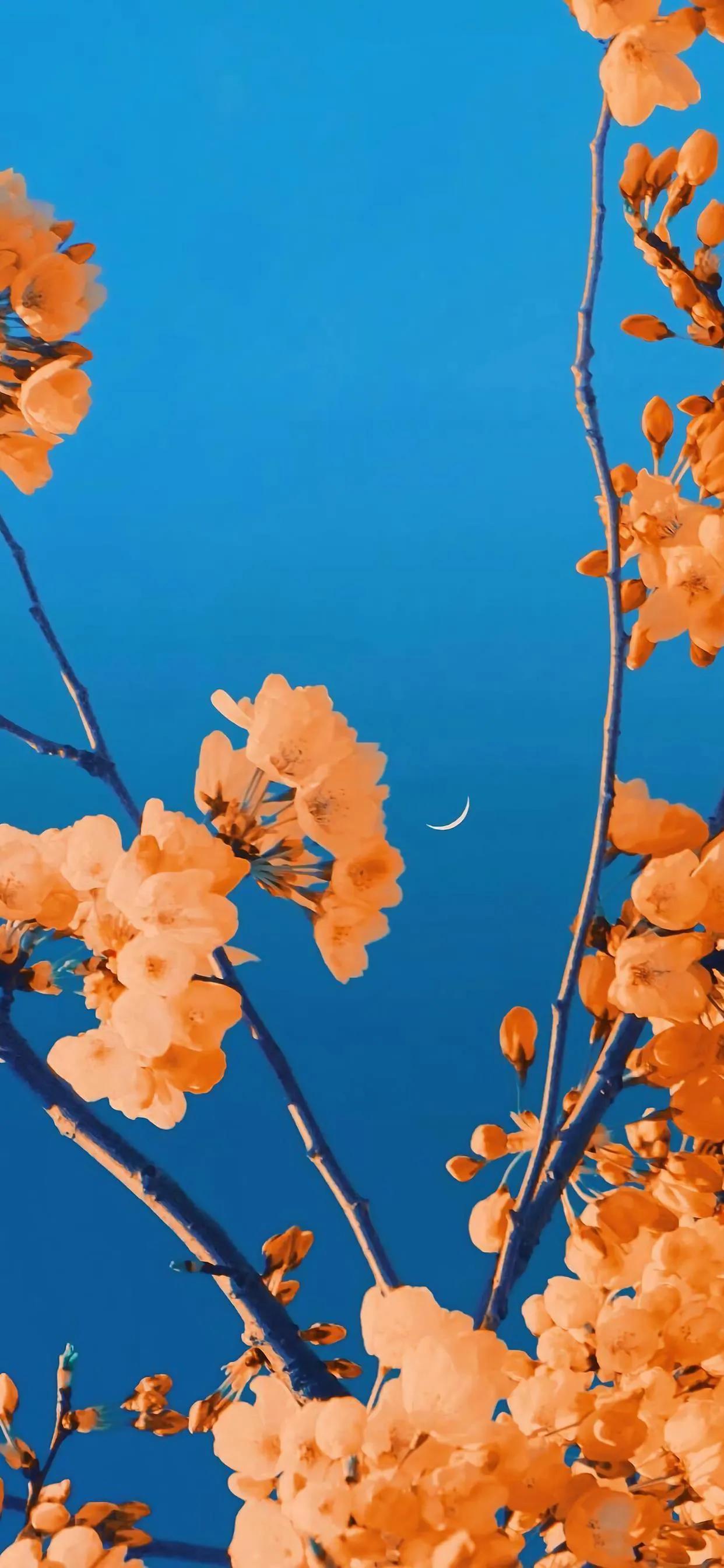 美丽的太阳高清手机壁纸,美丽的鲜花手机壁纸