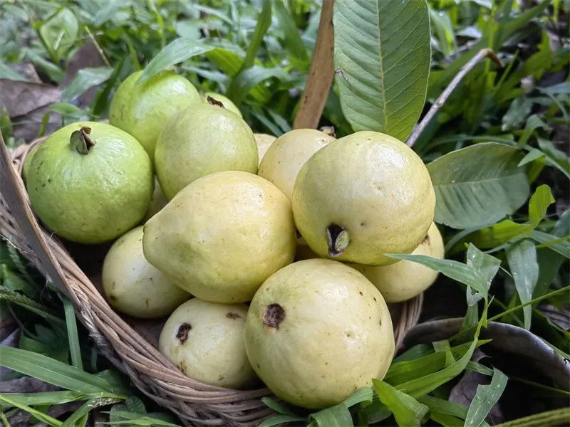 漫山遍野的野番石榴你吃过吗,小时候野生的番石榴