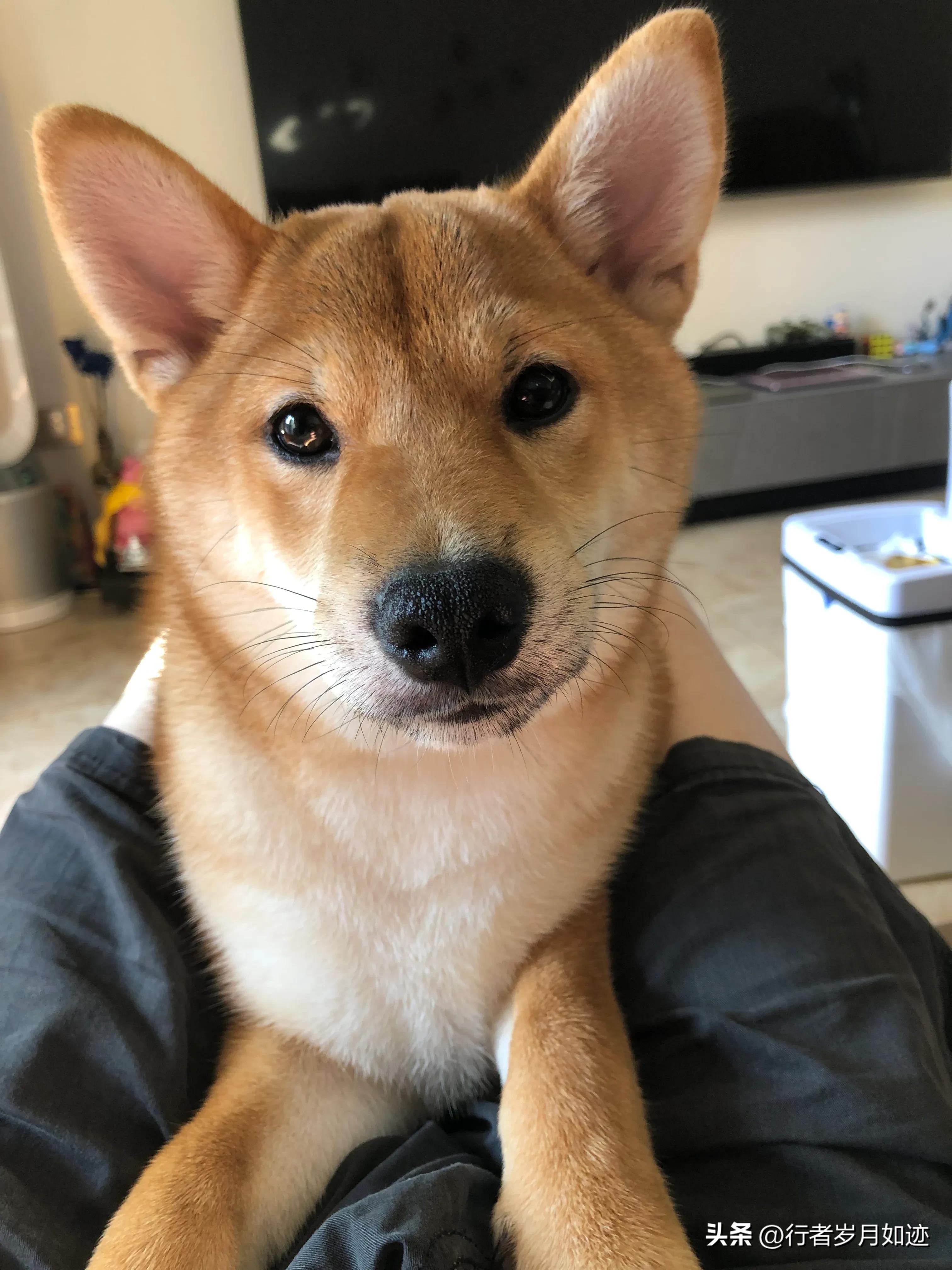 狗狗应该吃什么鱼油,狗狗应该吃什么驱虫药