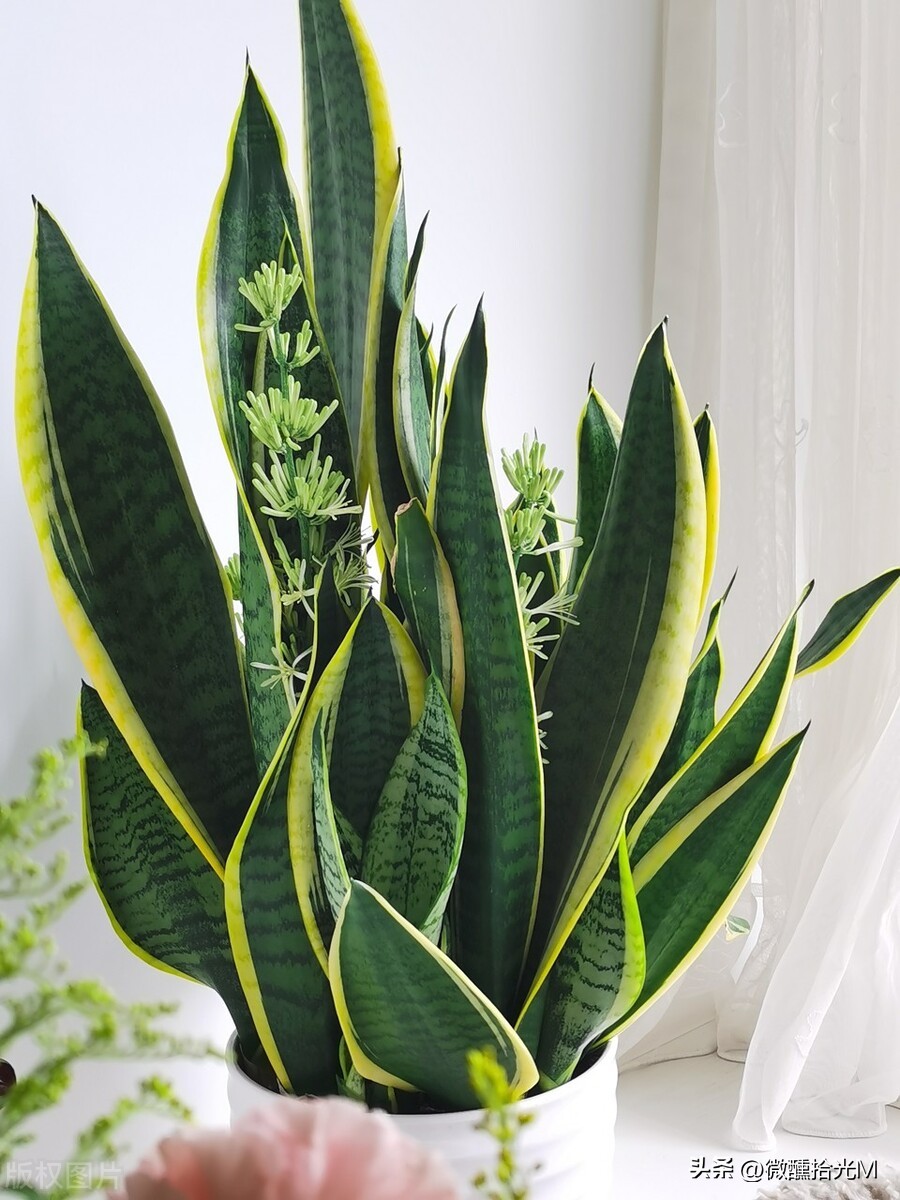 新装修的房子除甲醛，选对这10种绿植，拥有清新健康环境